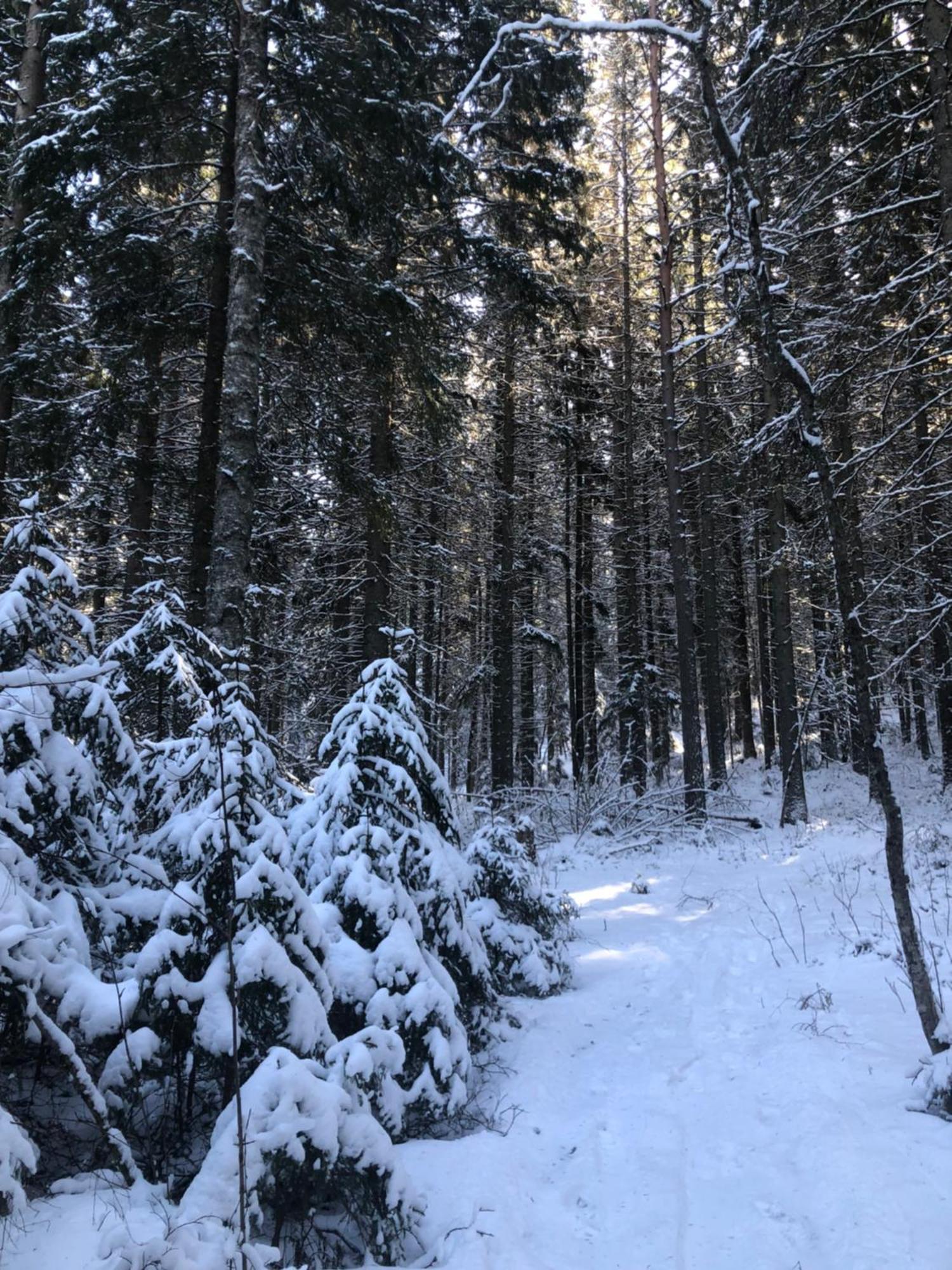 Kungsbergetnatur Järbo Exteriér fotografie